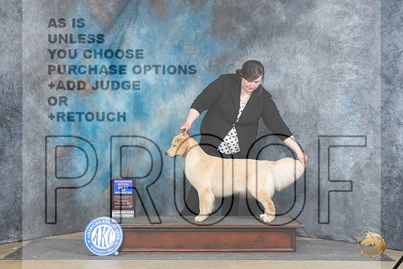 Golden Retriever #8 Sat BOW Judge Linda Hurlebaus__JP_4755_Fayetteville2024_HR3