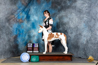 Ibizan Hound #19 Sat WDCH Judge Elizabeth Muthard