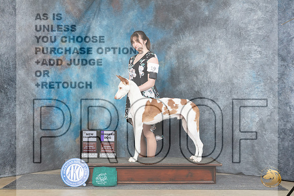Ibizan Hound #19 Sat WDCH Judge Elizabeth Muthard__JP_4677_Fayetteville2024_HR3