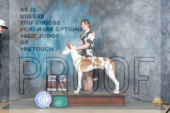 Ibizan Hound #19 Sat WDCH Judge Elizabeth Muthard__JP_4682_Fayetteville2024_HR3