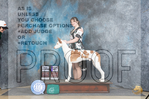 Ibizan Hound #19 Sat WDCH Judge Elizabeth Muthard__JP_4683_Fayetteville2024_HR3