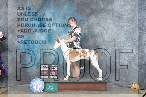 Ibizan Hound #19 Sat WDCH Judge Elizabeth Muthard__JP_4684_Fayetteville2024_HR3