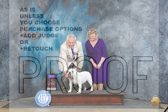 Bulldog #28 Sat BOBOHBOB Judge Denny Mounce__JP_4739_Fayetteville2024_HR3