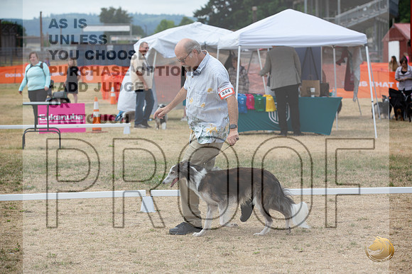 Ringside Longview WA 2024 Silken Windhound #444_JJL_3427_Longview WA_2024_HR3