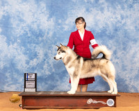 Alaskan Malamute #10 Sun BOW Judge Betty Nelson Pollock