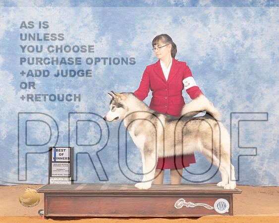 Alaskan Malamute #10 Sun BOW Judge Betty Nelson PollockMMJ_0466_NRKC2022_HR3