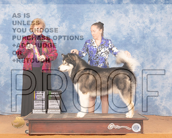 Alaskan Malamute #7 Sun BOBOHBOB Judge Betty Nelson PollockMMJ_0585_NRKC2022_HR3