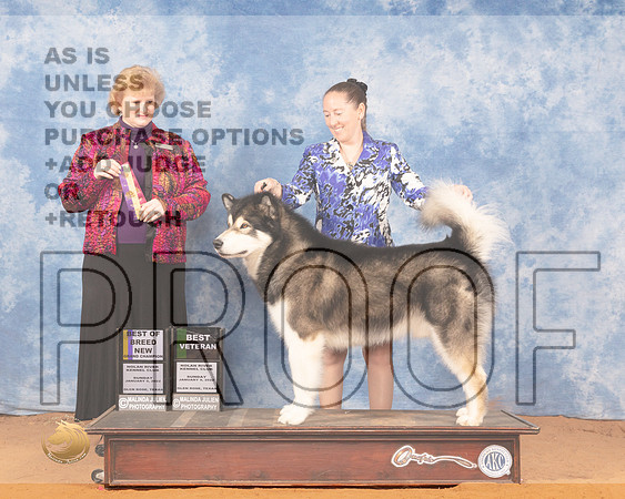 Alaskan Malamute #7 Sun BOBOHBOB Judge Betty Nelson PollockMMJ_0587_NRKC2022_HR3