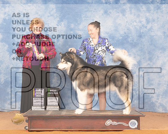 Alaskan Malamute #7 Sun BOBOHBOB Judge Betty Nelson PollockMMJ_0586_NRKC2022_HR3