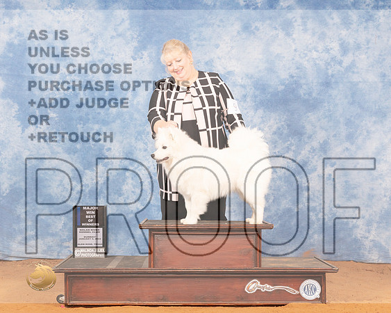 American Eskimo #9 Sun BOW Judge Carol Jean NelsonMMJ_0520_NRKC2022_HR3