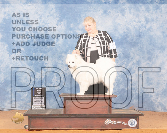 American Eskimo #9 Sun BOW Judge Carol Jean NelsonMMJ_0524_NRKC2022_HR3