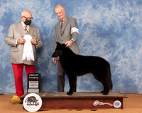 Belgian Sheepdog #20 Sun G4 Judge Michael Canalizo