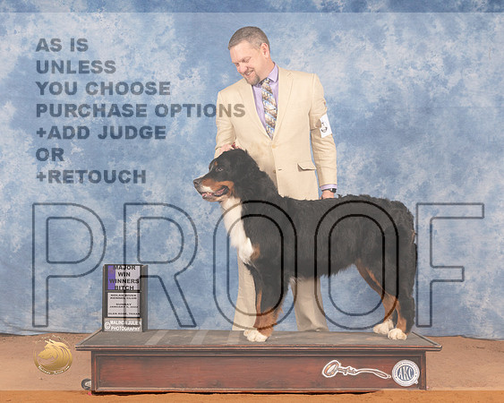 Bernese Mountain Dog #6 Sun WB Judge Doris CozartMMJ_0630_NRKC2022_HR3