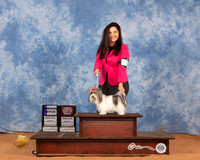Biewer Terrier #10 Sun OHBOBWB Judge Denny Mounce