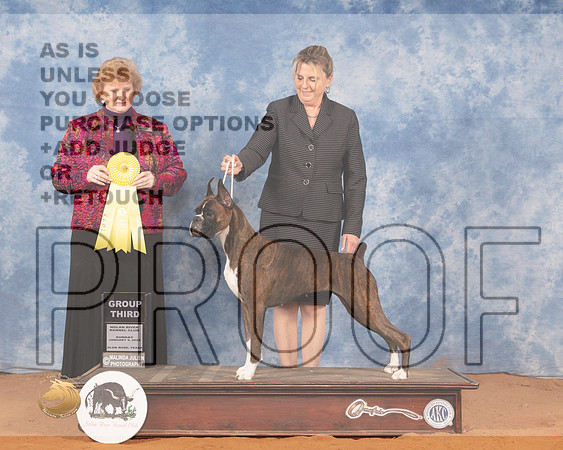 Boxer #32 Sun G3 Judge Betty PollockMMJ_0784_NRKC2022_HR3