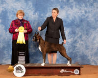 Boxer #32 Sun G3 Judge Betty Pollock