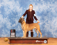 Cane Corso #10 Sun WBBOS Judge Doris Cozart