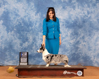 Cardigan Welsch Corgi #6 Sun BOW Judge Linda Clark