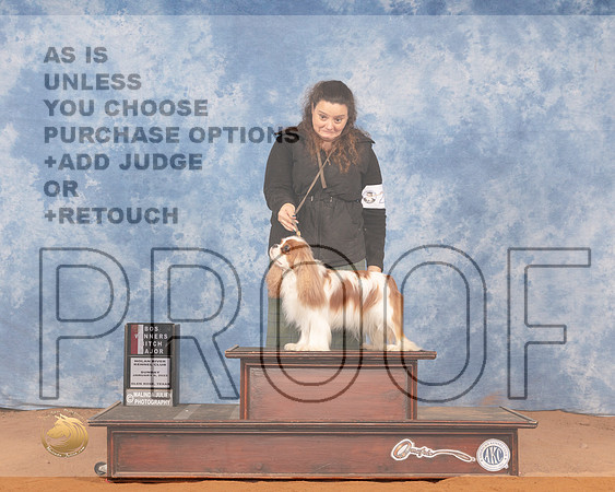 Cavalier King Charles Spaniel #24 Sun BOS Judge Peggy LloydMMJ_0731_NRKC2022_HR3