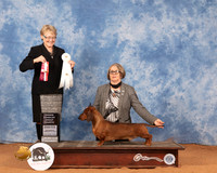 Dachshund Smooth #11 Sun BOSOHBOB Judge Cathy De La Garza