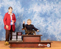 Dachshund Wirehaired #5 Sun BOBBOWOHBOB Judge Cathy De La Garza