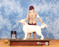 English Setter #12 Sun BOW Judge Daniel Dowling