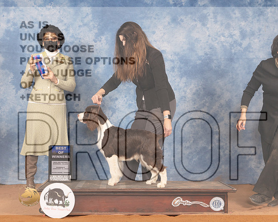 English Springer Spaniel #5 Sun WDBOW Judge Linda ClarkMMJ_0828_NRKC2022_HR3
