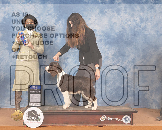 English Springer Spaniel #5 Sun WDBOW Judge Linda ClarkMMJ_0829_NRKC2022_HR3