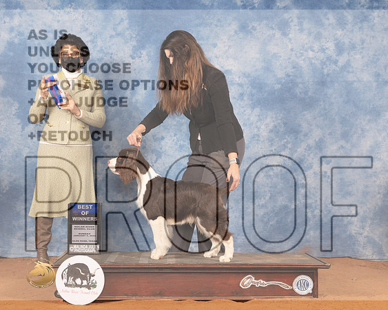English Springer Spaniel #5 Sun WDBOW Judge Linda ClarkMMJ_0830_NRKC2022_HR3