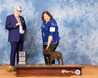 French Bulldog #11 Sun Judge Johnny Shoemaker