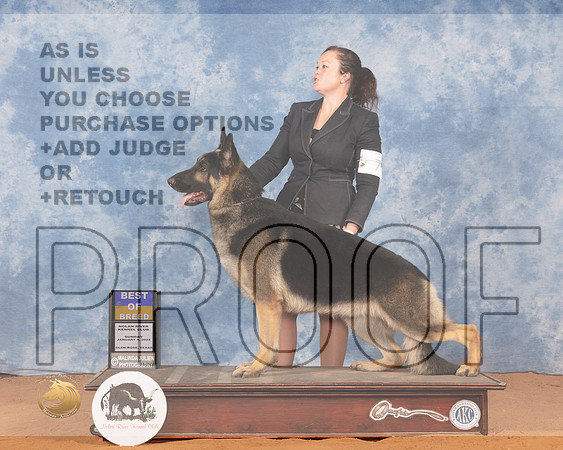German Shepherd Dog #7 Sun BOB Judge Gloria KerrMMJ_0941_NRKC2022_HR3