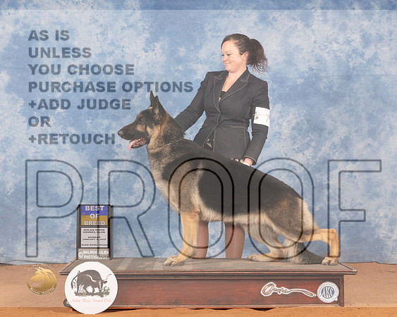 German Shepherd Dog #7 Sun BOB Judge Gloria KerrMMJ_0942_NRKC2022_HR3