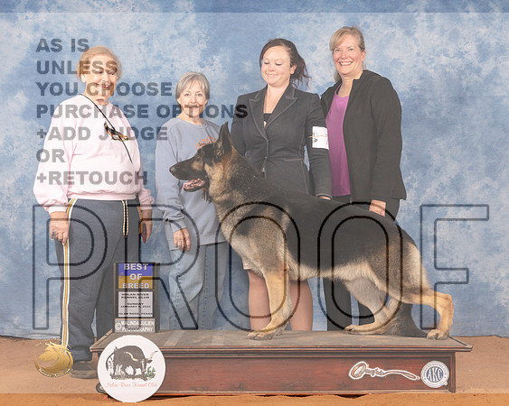 German Shepherd Dog #7 Sun BOB Judge Gloria KerrMMJ_0945_NRKC2022_HR3