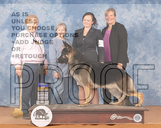 German Shepherd Dog #7 Sun BOB Judge Gloria KerrMMJ_0952_NRKC2022_HR3
