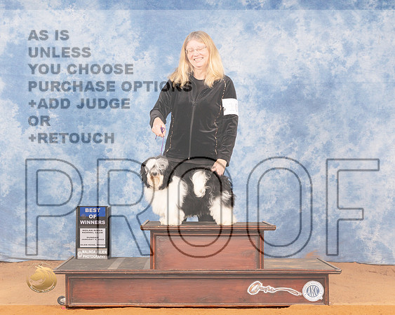 Havanese #10 Sun BOW Judge Gary SparschuMMJ_0508_NRKC2022_HR3