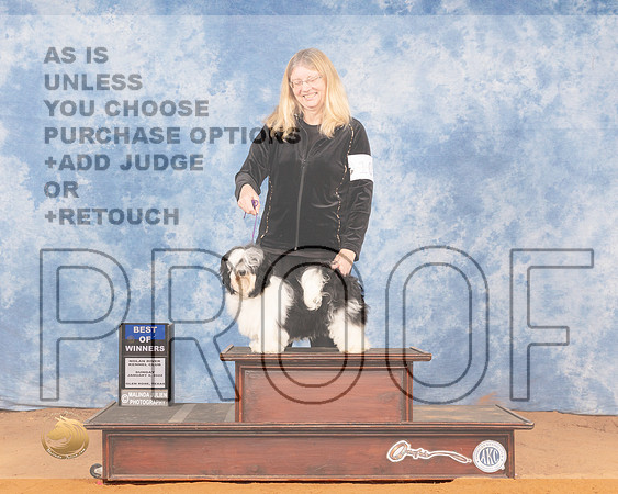 Havanese #10 Sun BOW Judge Gary SparschuMMJ_0509_NRKC2022_HR3