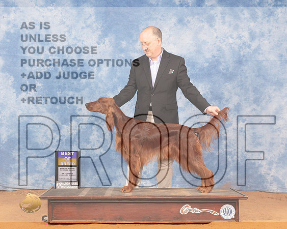Irish Setter #12 Sat BOB Judge Michael Canalizo rMMJ_0593_NRKC2022_HR3