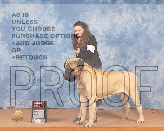 Mastiff #5 Sat G2 Judge Don Gill rMMJ_0749_NRKC2022_HR3