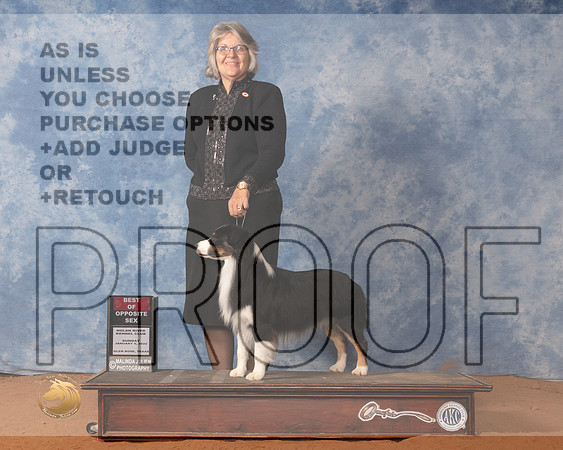 Miniature American Shepherd #5 Sun BOS Judge Michael CanalizoMMJ_0726_NRKC2022_HR3