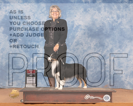 Miniature American Shepherd #5 Sun BOS Judge Michael CanalizoMMJ_0728_NRKC2022_HR3