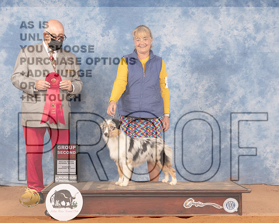 Miniature American Shepherd #50 Sun G2 Judge Michael CanalizoMMJ_0922_NRKC2022_HR3
