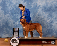 Nova Scotia Duck Tolling Retriever #10 Sun BOWBOB Judge Carol Jean Nelson