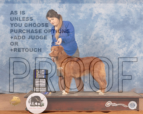 Nova Scotia Duck Tolling Retriever #10 Sun BOWBOB Judge Carol Jean NelsonMMJ_0962_NRKC2022_HR3