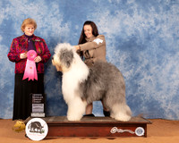Old English Sheepdog #11 Sun OHG1 Judge Betty Pollock