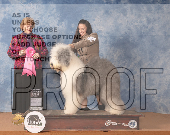 Old English Sheepdog #11 Sun OHG1 Judge Betty PollockMMJ_0853_NRKC2022_HR3