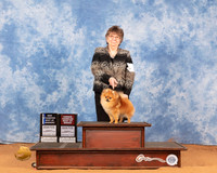 Pomeranian #17 Sun BOWOHBOB Judge Gary Sparschu