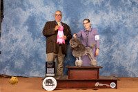 Poodle Miniature #7 Sun OHG1 Judge John Lucas