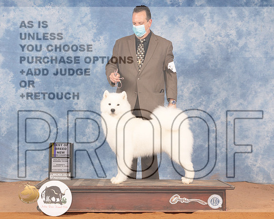 Samoyed #5 Sun BOB Judge Doris CozartMMJ_0794_NRKC2022_HR3