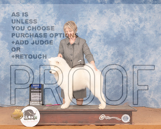 Samoyed #5 Sun BOW Judge Doris CozartMMJ_0765_NRKC2022_HR3