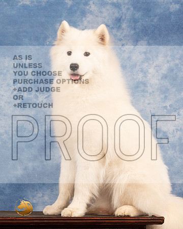 Samoyed #6 Sun MMJ_0662_NRKC2022_HR3